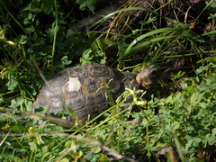 Testudo graeca