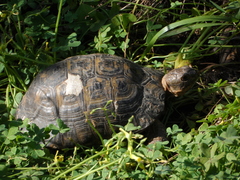 Testudo graeca