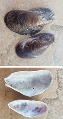 Modiolus squamosus