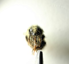 Bombus sitkensis