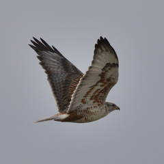 Buteo regalis