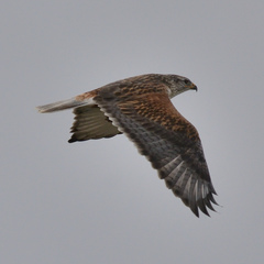 Buteo regalis