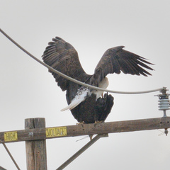 Haliaeetus leucocephalus