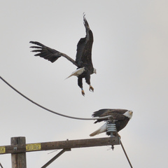 Haliaeetus leucocephalus