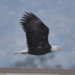 Haliaeetus leucocephalus