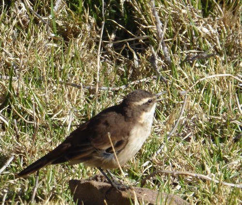 Cinclodes albiventris