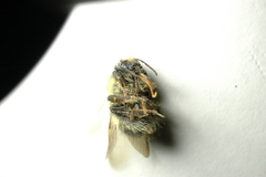 Bombus sitkensis