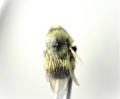 Bombus sitkensis