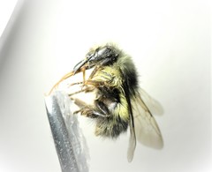 Bombus sitkensis