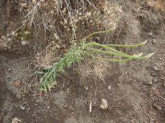 Reseda luteola