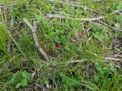 Fragaria virginiana platypetala