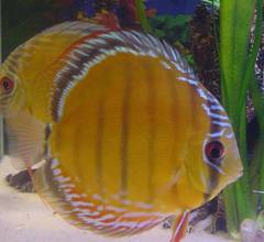 Green Discus photo 4