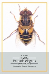 Palpada elegans