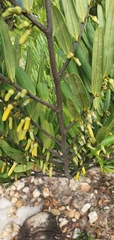 Xylopia emarginata