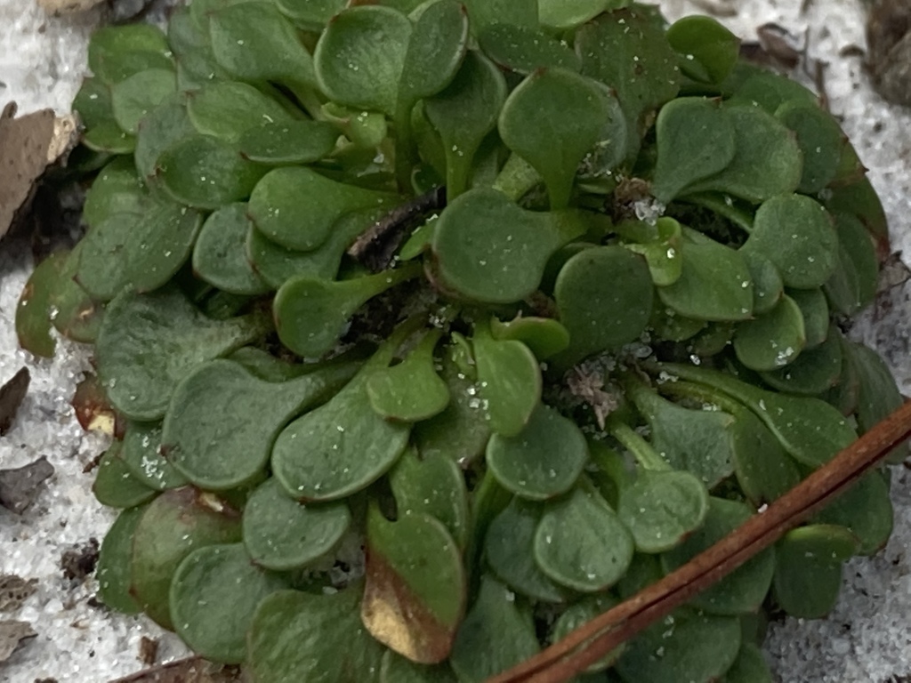 Stipulicida