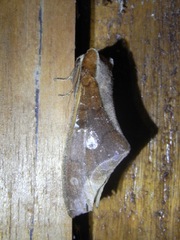 Colax apulus