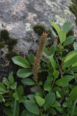 Salix arctophila