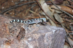 Oedura cincta
