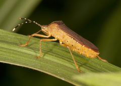 Anasa bellator