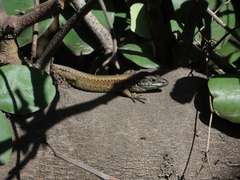 Phoenicolacerta laevis