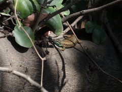 Phoenicolacerta laevis