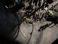 Phoenicolacerta laevis