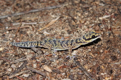 Oedura cincta
