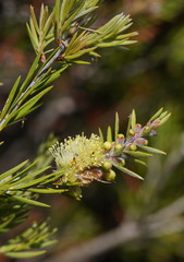 Melaleuca paludicola