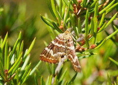 Chrysolarentia polycarpa