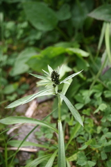 Omalotheca norvegica