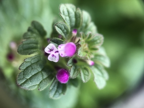 Lamium amplexicaule image