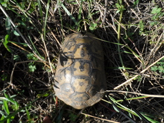 Testudo graeca