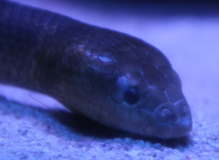 Aipysurus pooleorum