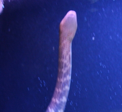 Aipysurus pooleorum
