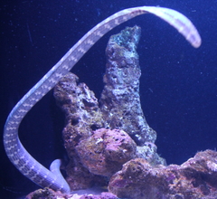 Aipysurus pooleorum