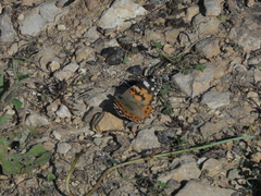 Vanessa cardui