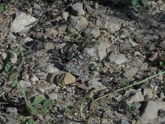 Vanessa cardui