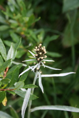 Omalotheca norvegica