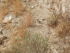 Toxostoma curvirostre