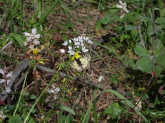 Zerynthia deyrollei
