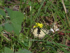 Zerynthia deyrollei