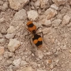 Dasymutilla munifica