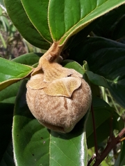 Annona monticola