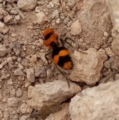 Dasymutilla munifica