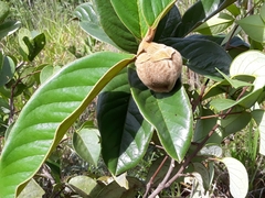 Annona monticola