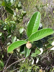 Annona monticola