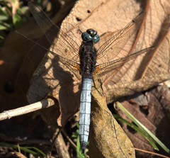 Orthetrum azureum