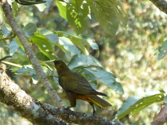 Psarocolius atrovirens