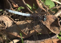 Orthetrum azureum
