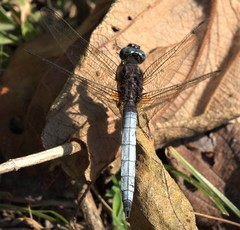 Orthetrum azureum